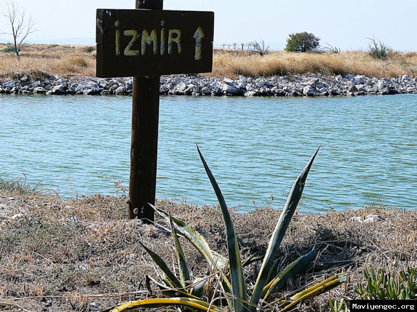 İZMİR; Sasalı Kuş Cenneti