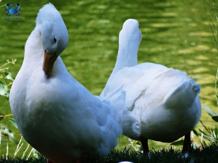 Hayvanların Portre Fotoğrafları