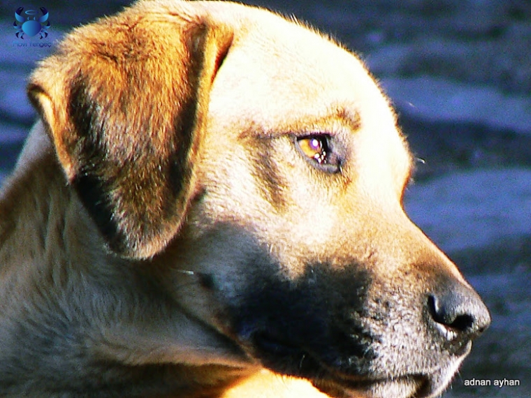 Hayvanların Portre Fotoğrafları